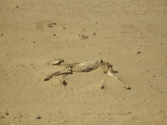 Mongolie, tour du monde à vélo, Béatrice Maine, formation art et neurosciences