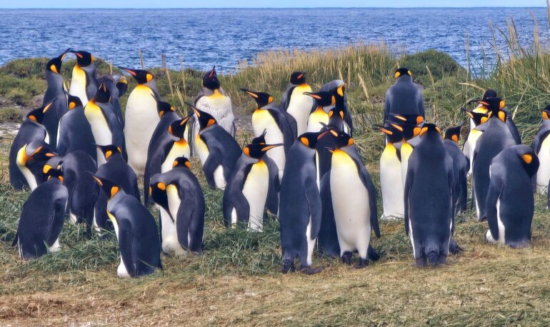 Pinguino rey en terre de Feu, Argentine, Tour du monde en van, janvier 2026